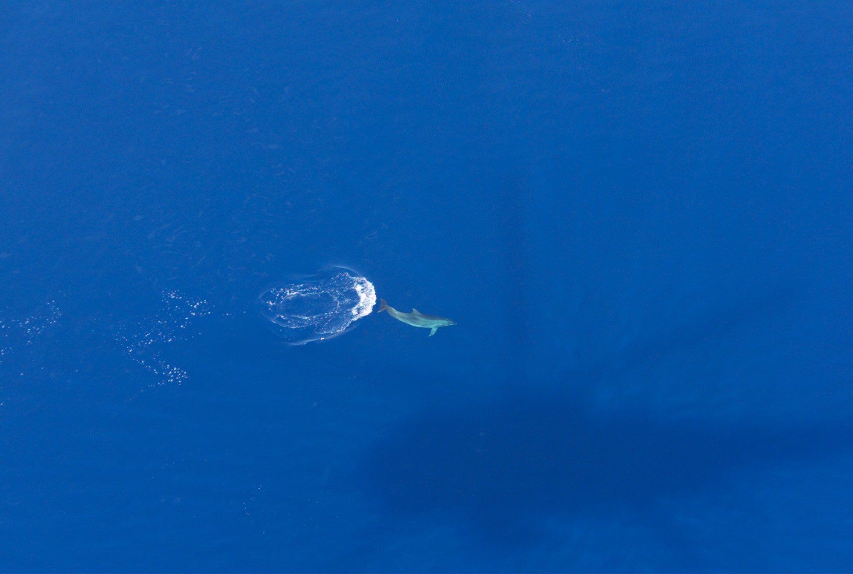 A dolphin viewed from HMCS Winnipeg's Ch-124 Sea King helicopter. See the helo's shadow
