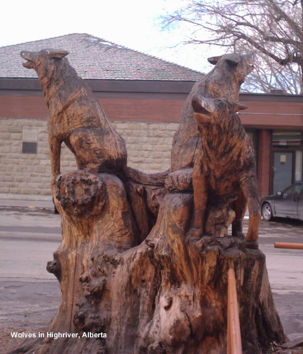 Large Wolves carved from a tree trunk outside 7/11 in Highriver, Alberta (one of my favs)
