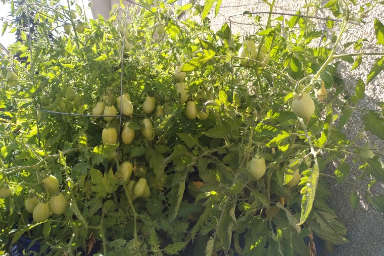 Tomatos.jpg